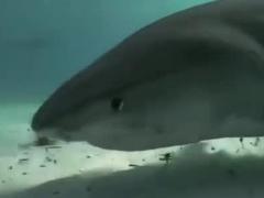 深海世界全息影像已實現，全息地圖